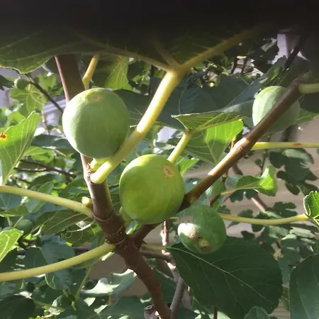 In * 瓦尔斯罗德